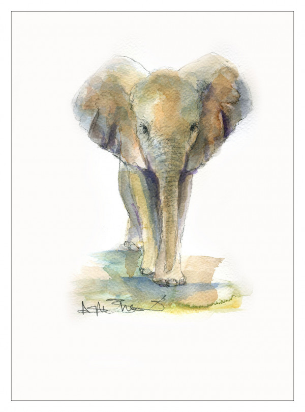 Watercolour by Angela Sheldrick July 2018